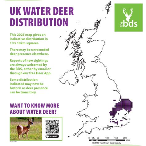 how many deer are there in the china